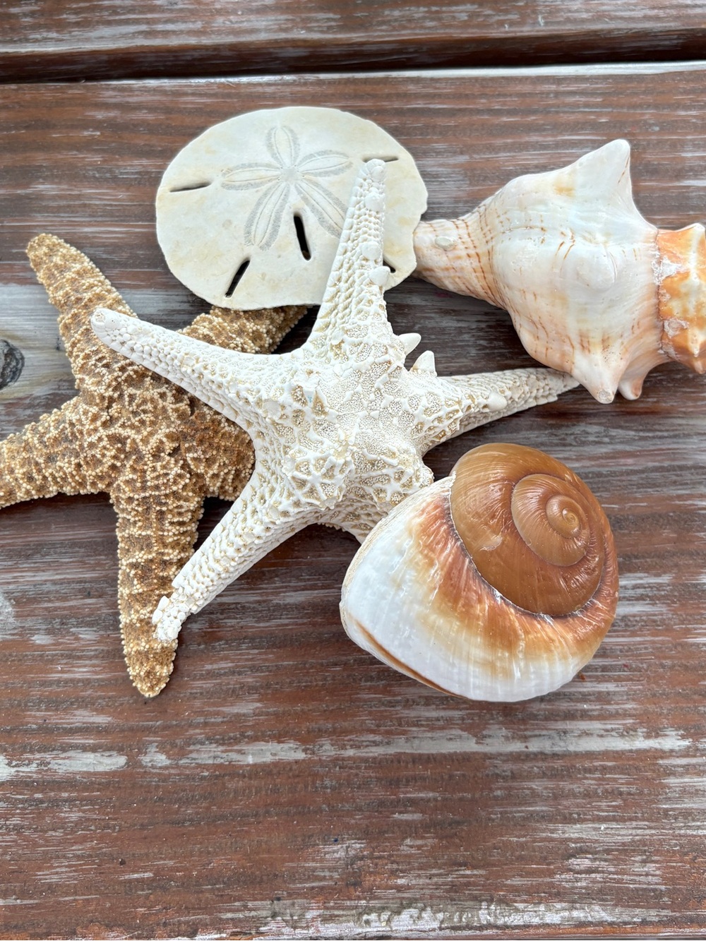 SHELLS Natural Seashell & Starfish Decorative Set - Neutral Tones
